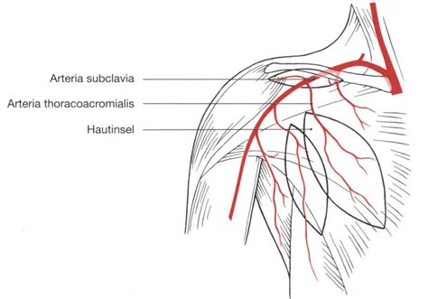 pectoralis major lappen|Der Pectoralis